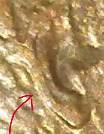 1984-D-US-Penny-DDO-W/-Slight-Double-Ear?-Help!